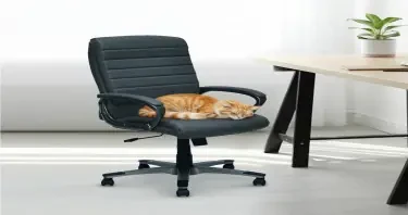 place a cat on top of the chair